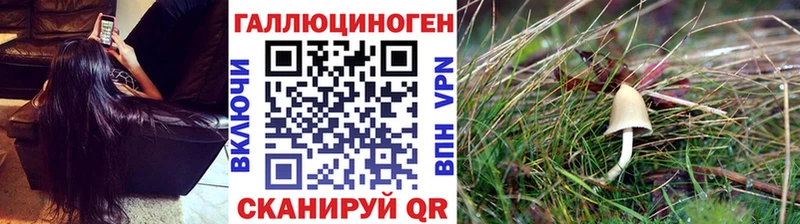 Псилоцибиновые грибы Psilocybe  Берёзовка 